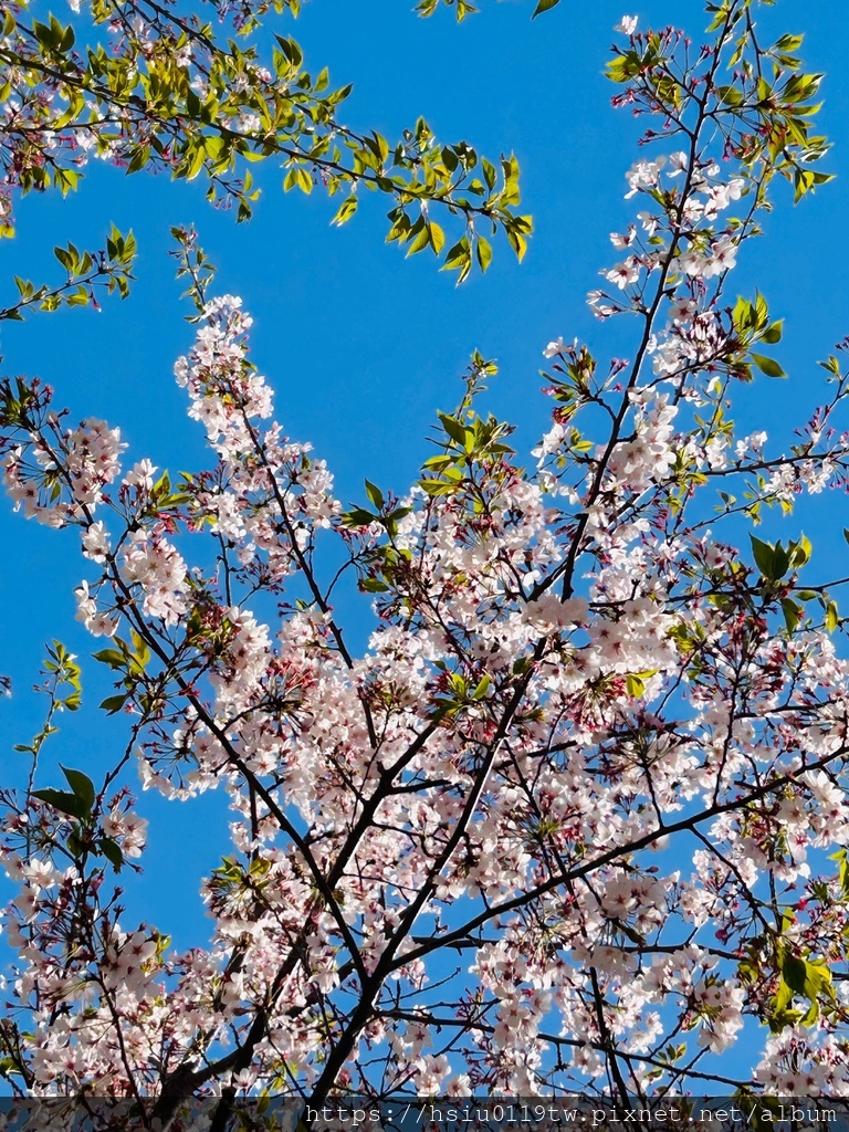 🌸櫻櫻美代誌Day 2-堅持就會看見希望