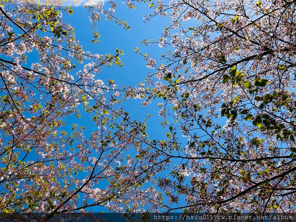 🌸櫻櫻美代誌Day 2-堅持就會看見希望