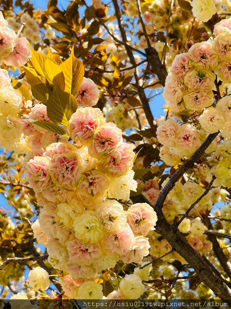 🌸櫻櫻美代誌Day 2-堅持就會看見希望