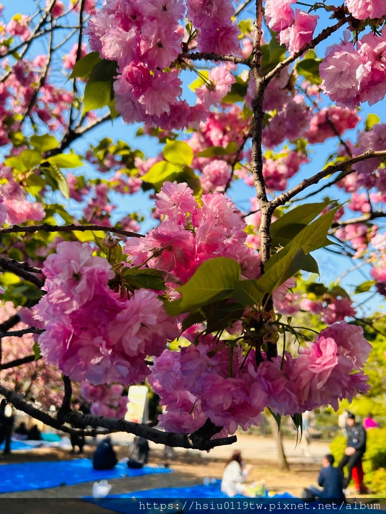 🌸櫻櫻美代誌Day 2-堅持就會看見希望