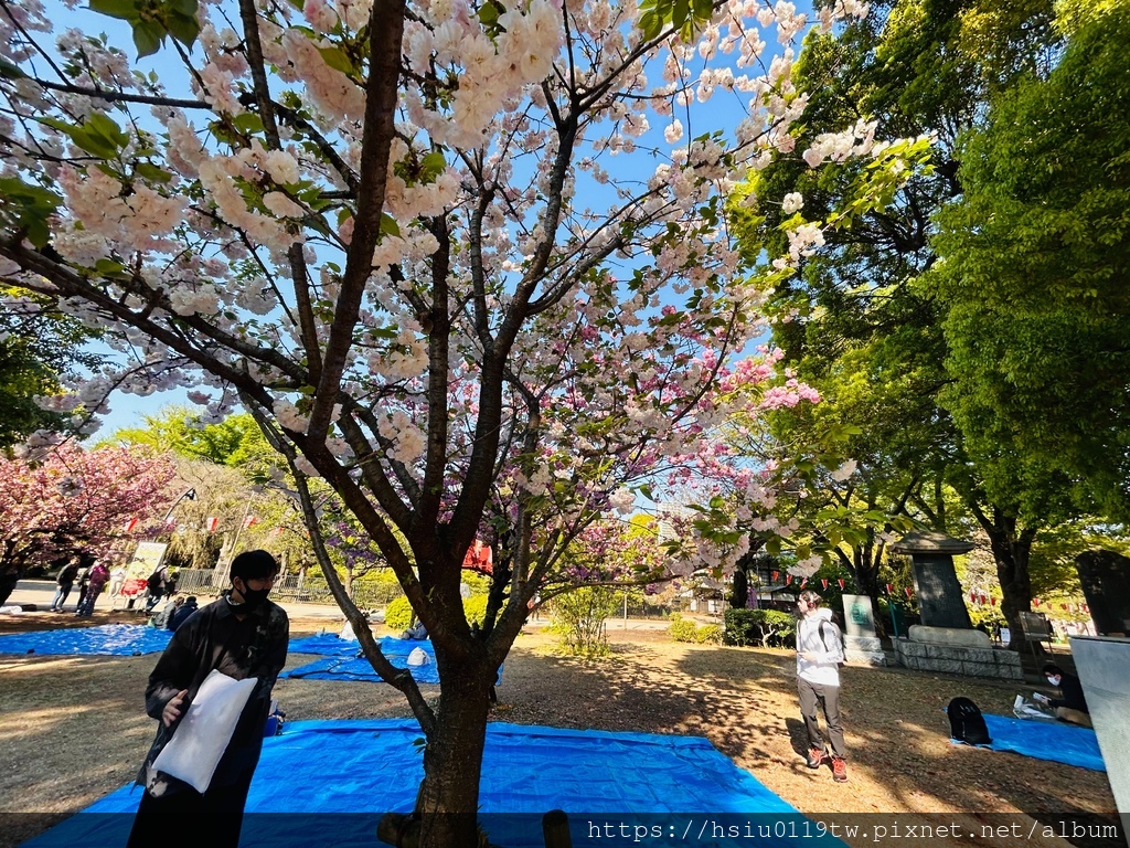 🌸櫻櫻美代誌Day 2-堅持就會看見希望