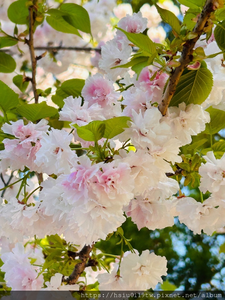 🌸櫻櫻美代誌Day 2-堅持就會看見希望