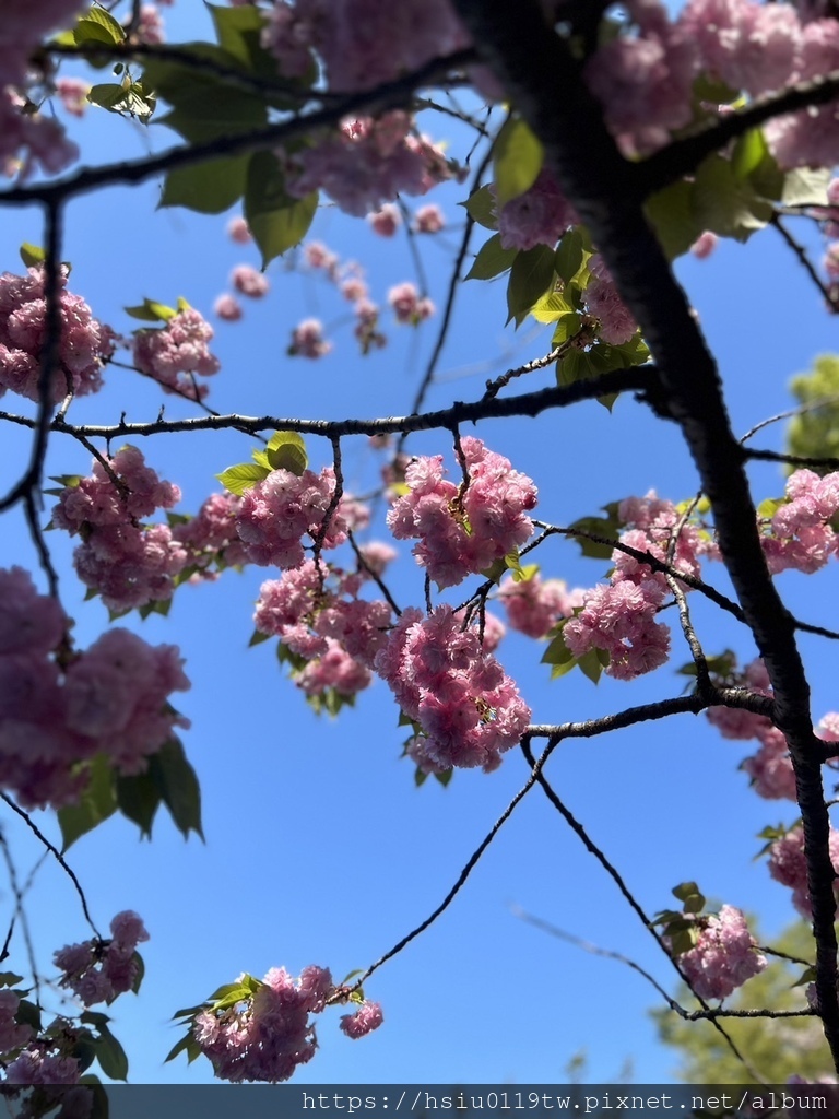 🌸櫻櫻美代誌Day 2-堅持就會看見希望