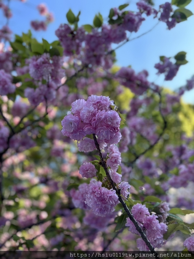 🌸櫻櫻美代誌Day 2-堅持就會看見希望