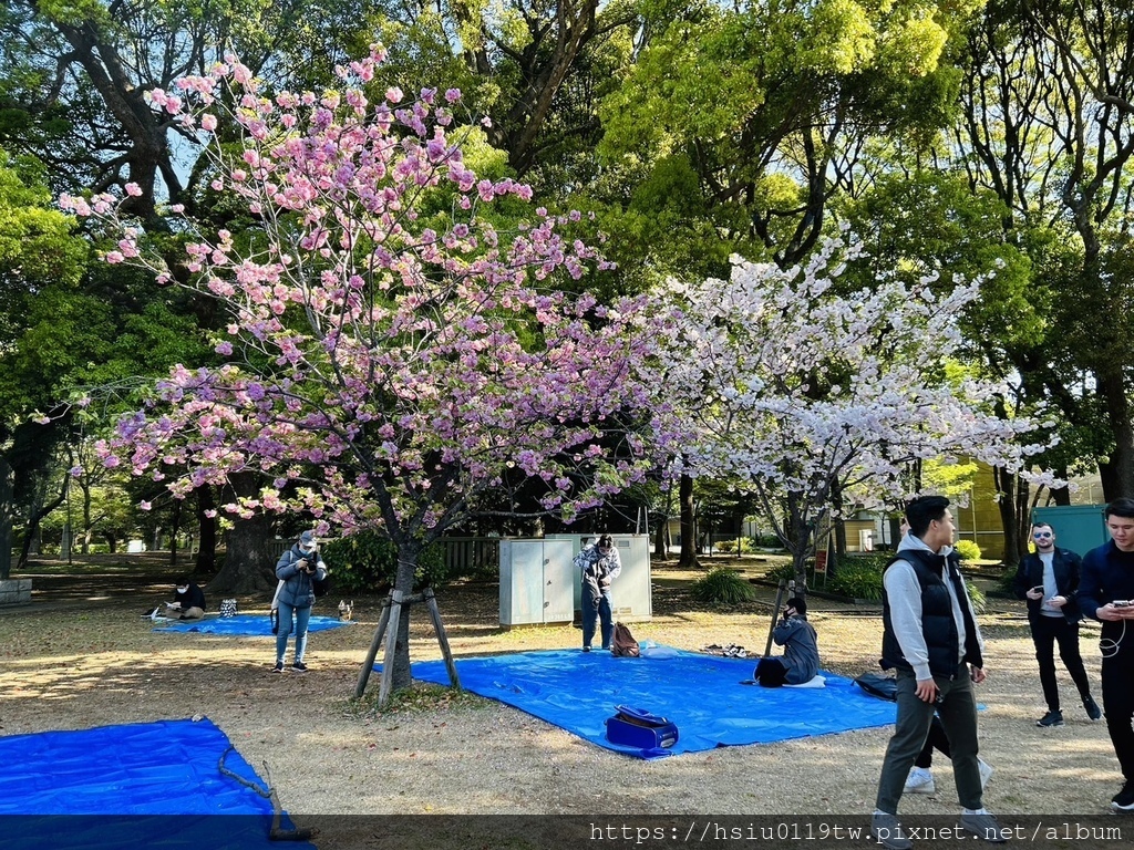 🌸櫻櫻美代誌Day 2-堅持就會看見希望