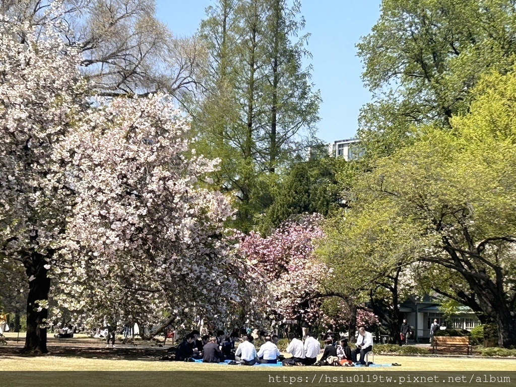 🌸櫻櫻美代誌Day3-看好、看滿櫻