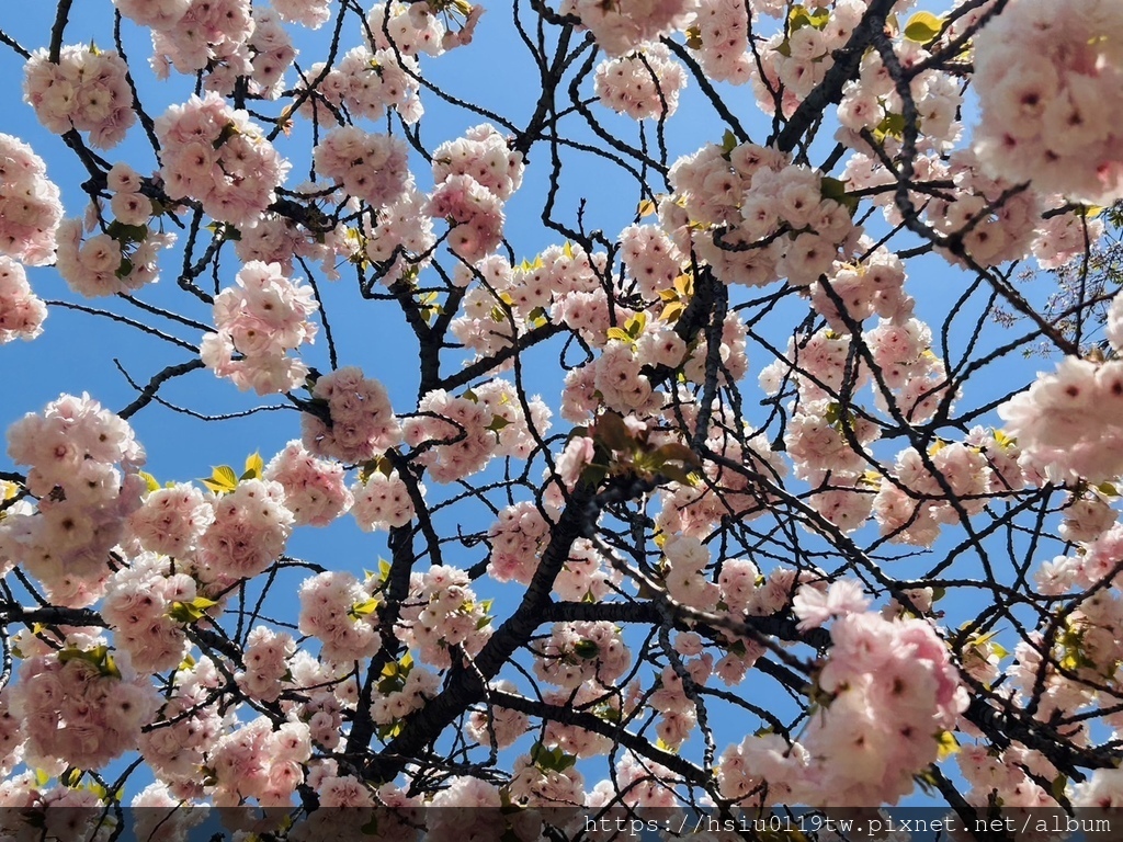 🌸櫻櫻美代誌Day3-看好、看滿櫻