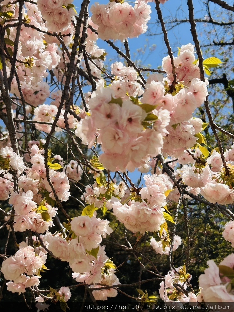 🌸櫻櫻美代誌Day3-看好、看滿櫻