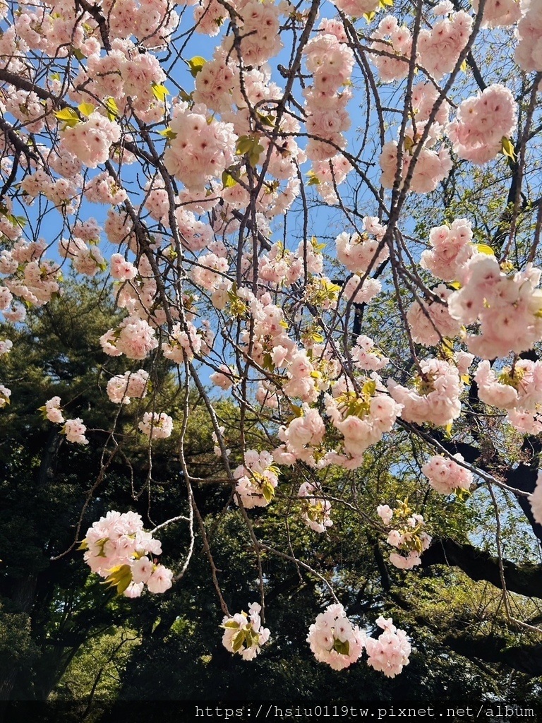 🌸櫻櫻美代誌Day3-看好、看滿櫻