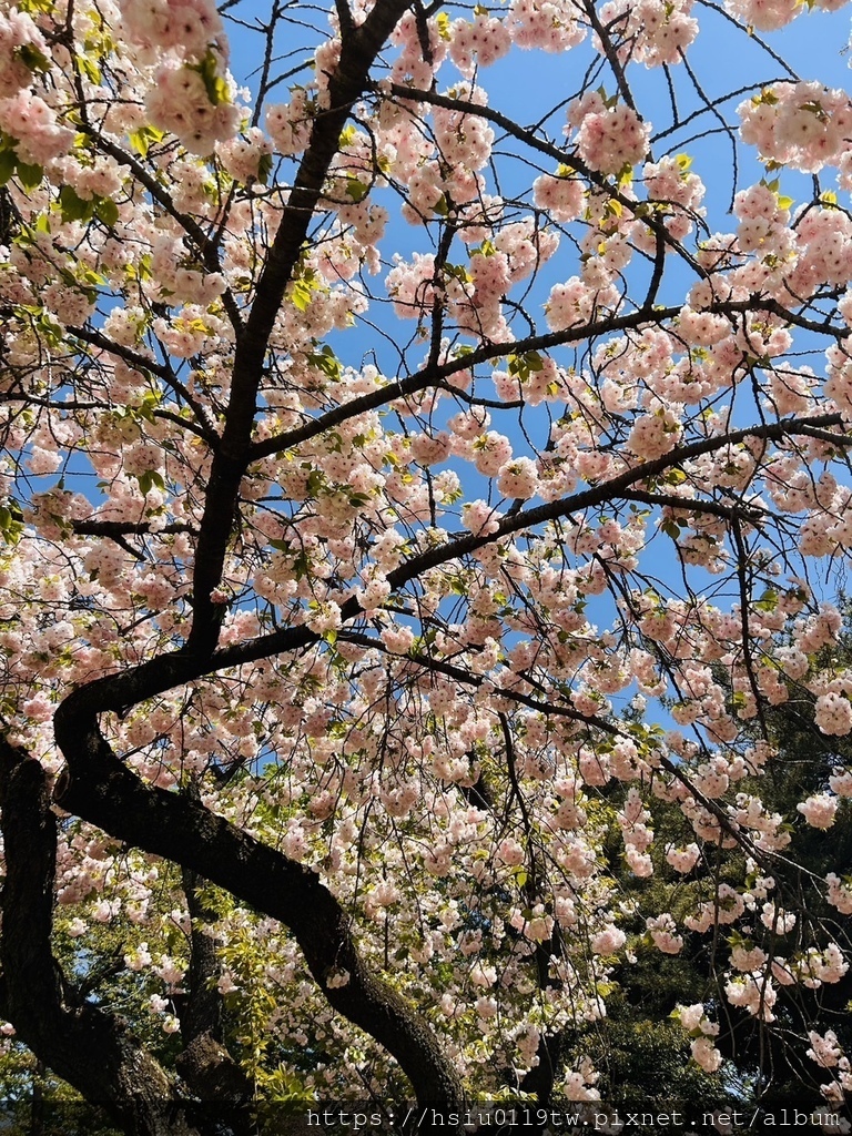 🌸櫻櫻美代誌Day3-看好、看滿櫻