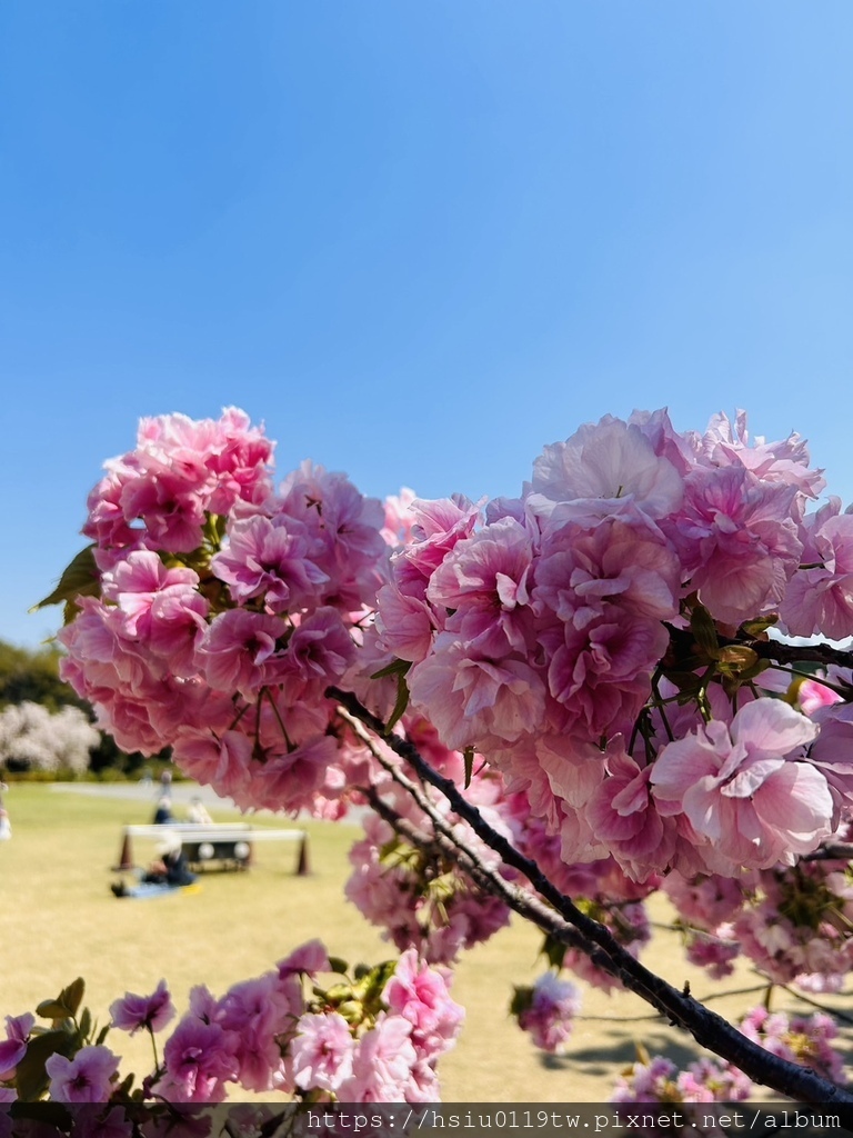 🌸櫻櫻美代誌Day3-看好、看滿櫻