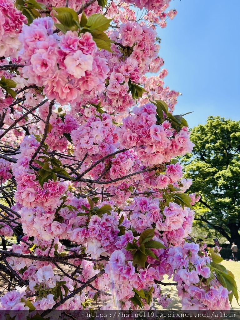 🌸櫻櫻美代誌Day3-看好、看滿櫻