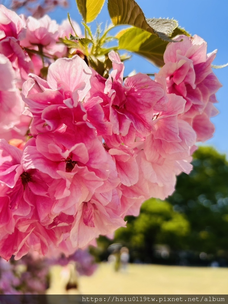 🌸櫻櫻美代誌Day3-看好、看滿櫻