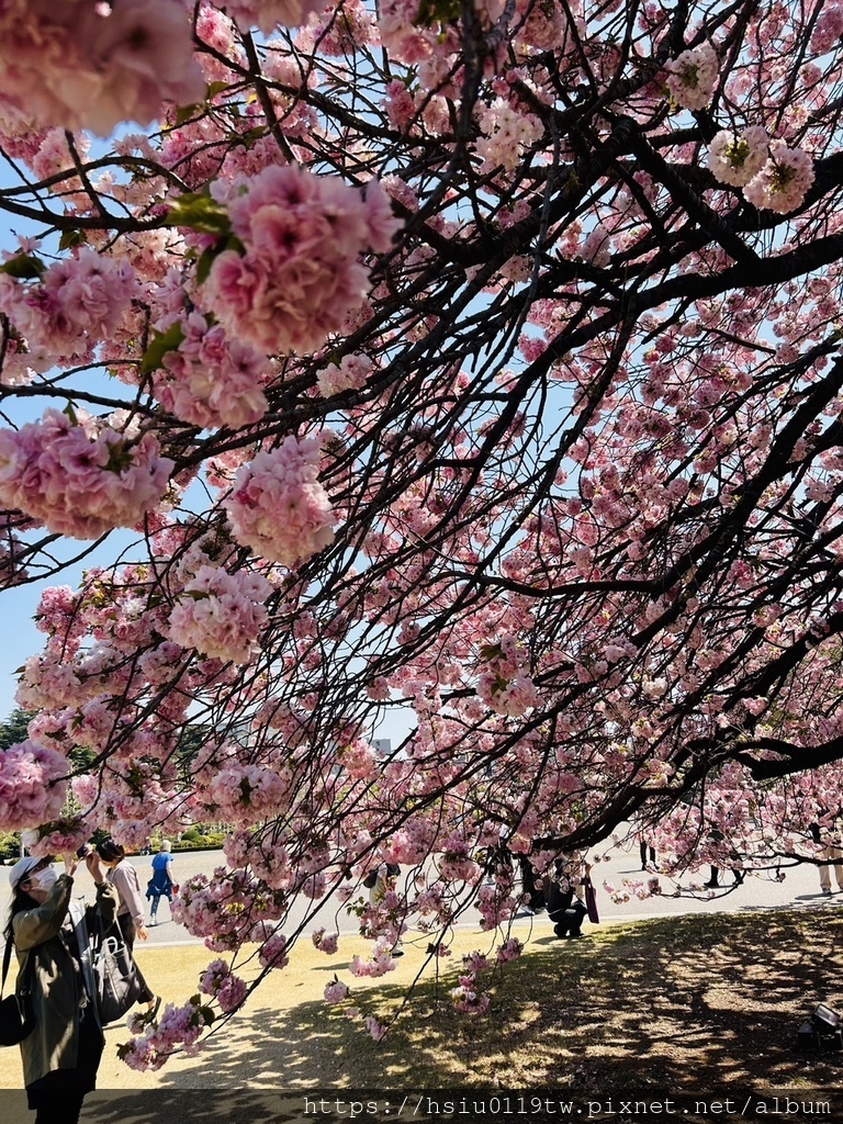 🌸櫻櫻美代誌Day3-看好、看滿櫻