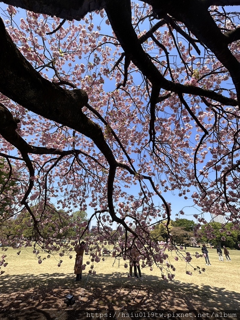 🌸櫻櫻美代誌Day3-看好、看滿櫻