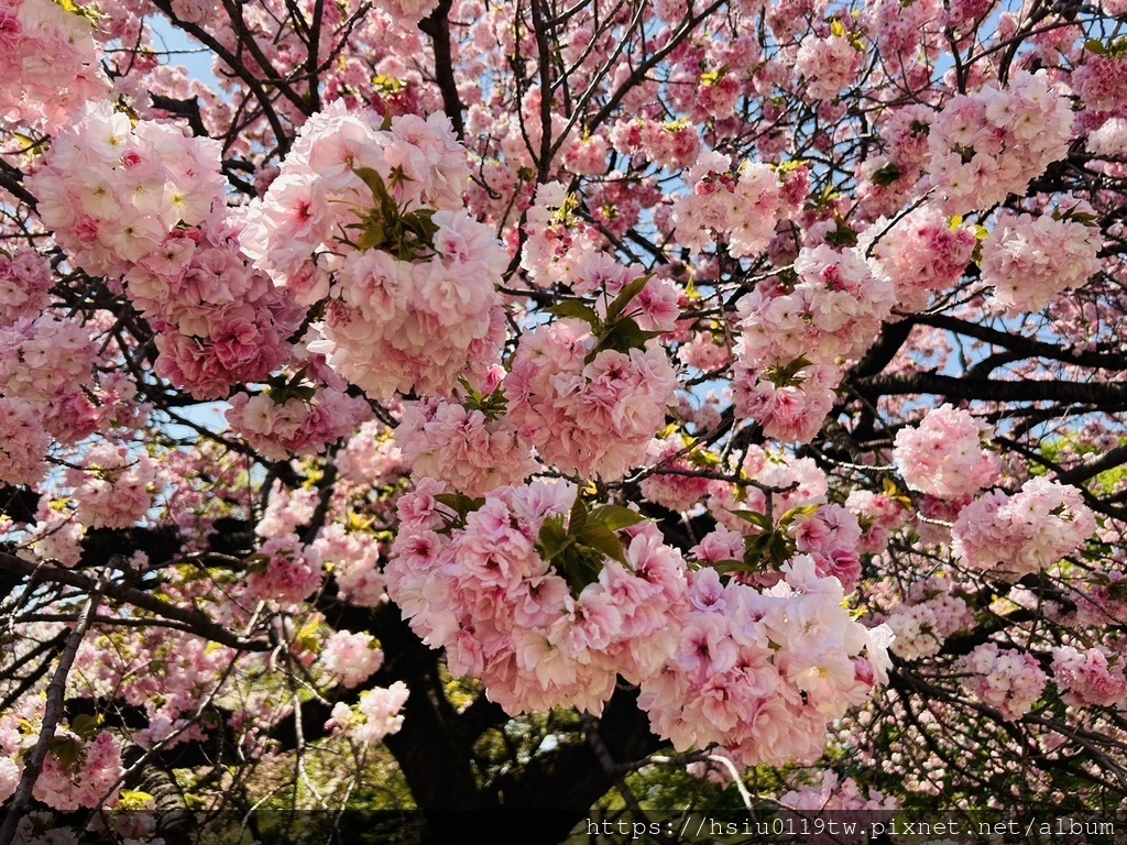 🌸櫻櫻美代誌Day3-看好、看滿櫻