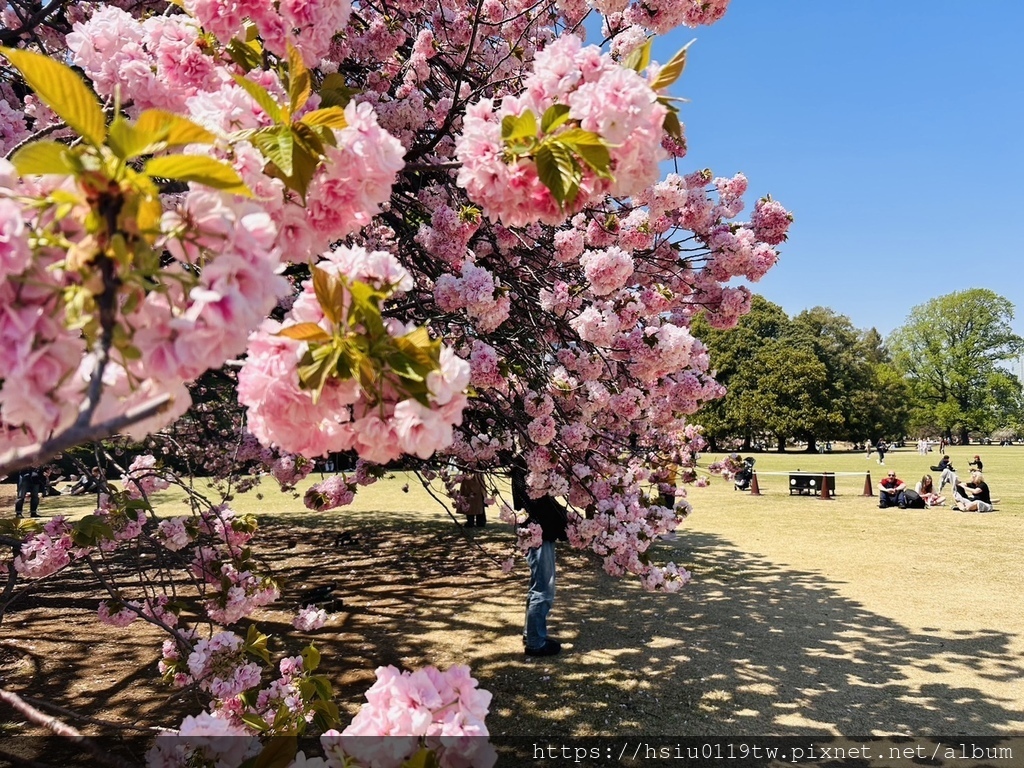 🌸櫻櫻美代誌Day3-看好、看滿櫻