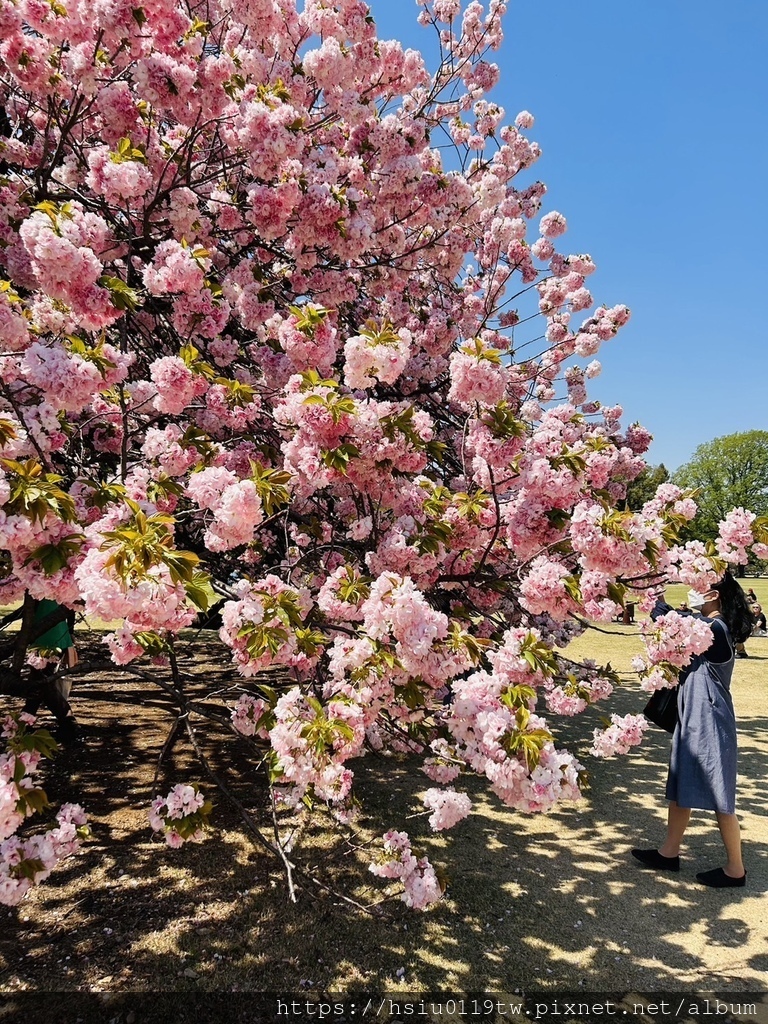 🌸櫻櫻美代誌Day3-看好、看滿櫻