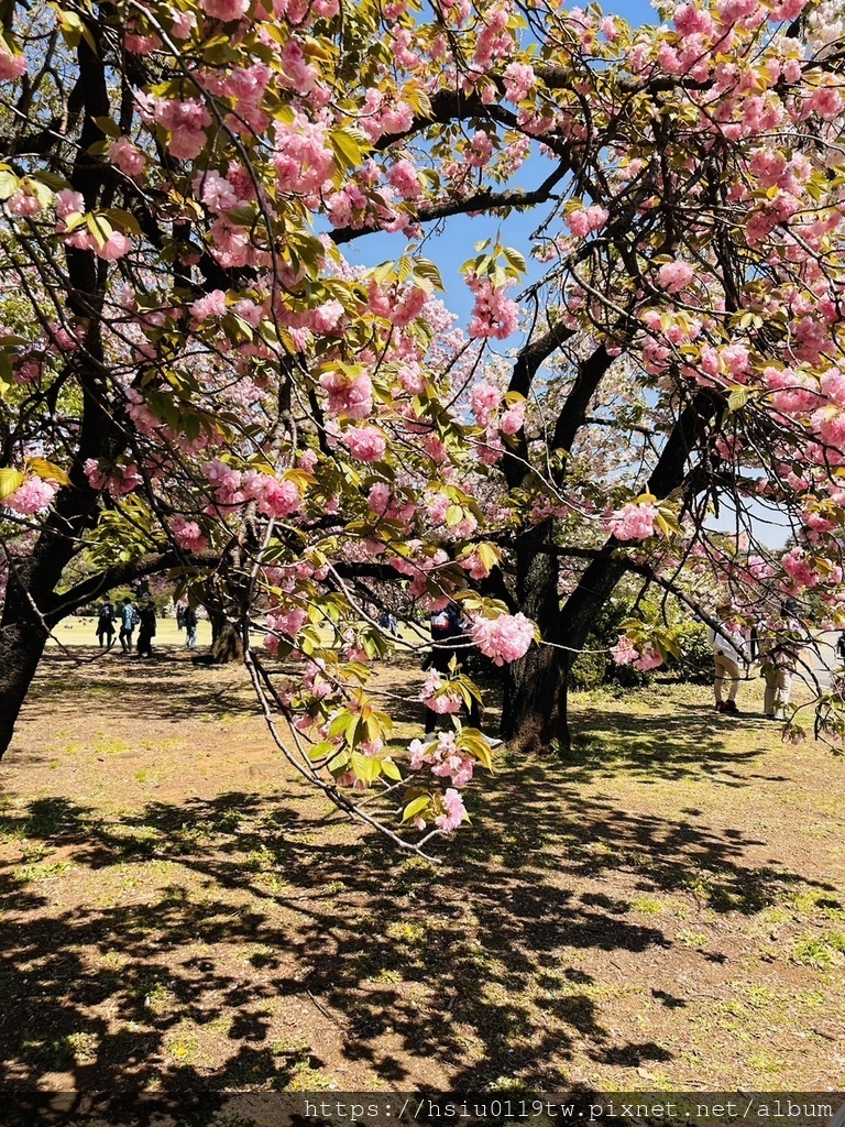 🌸櫻櫻美代誌Day3-看好、看滿櫻