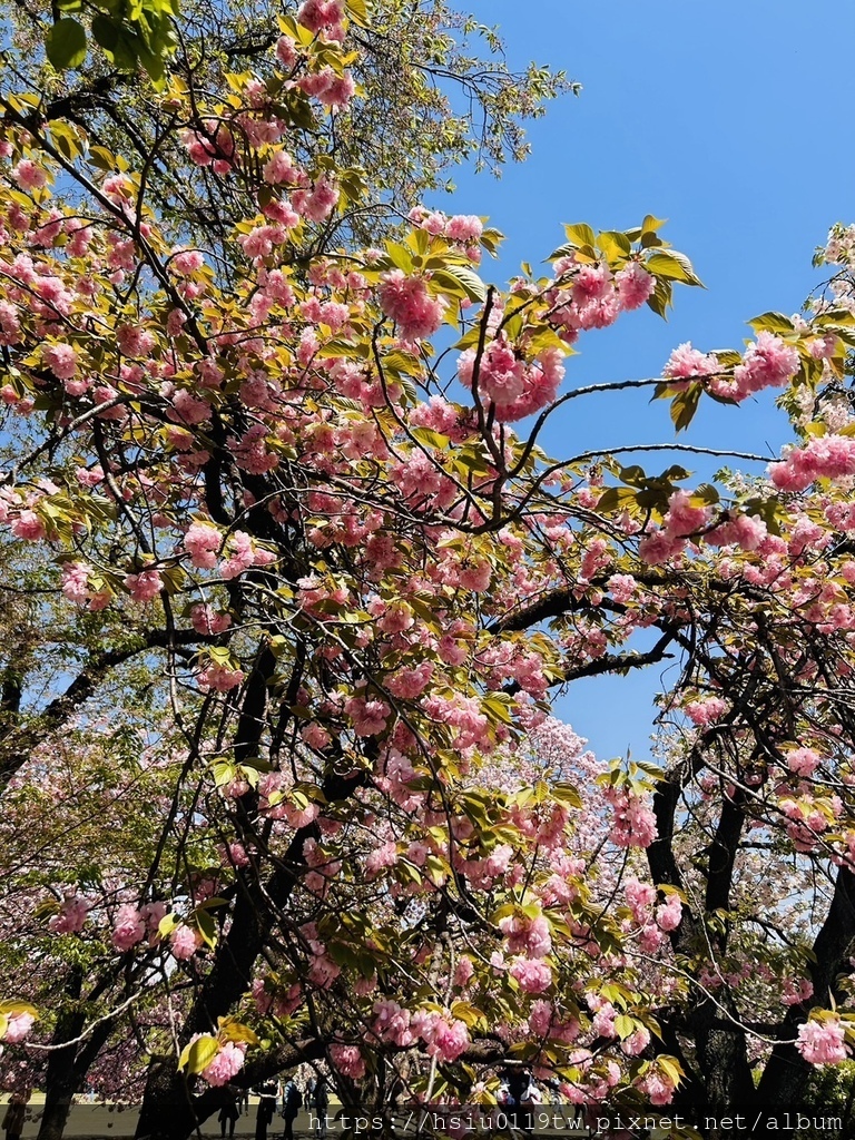 🌸櫻櫻美代誌Day3-看好、看滿櫻