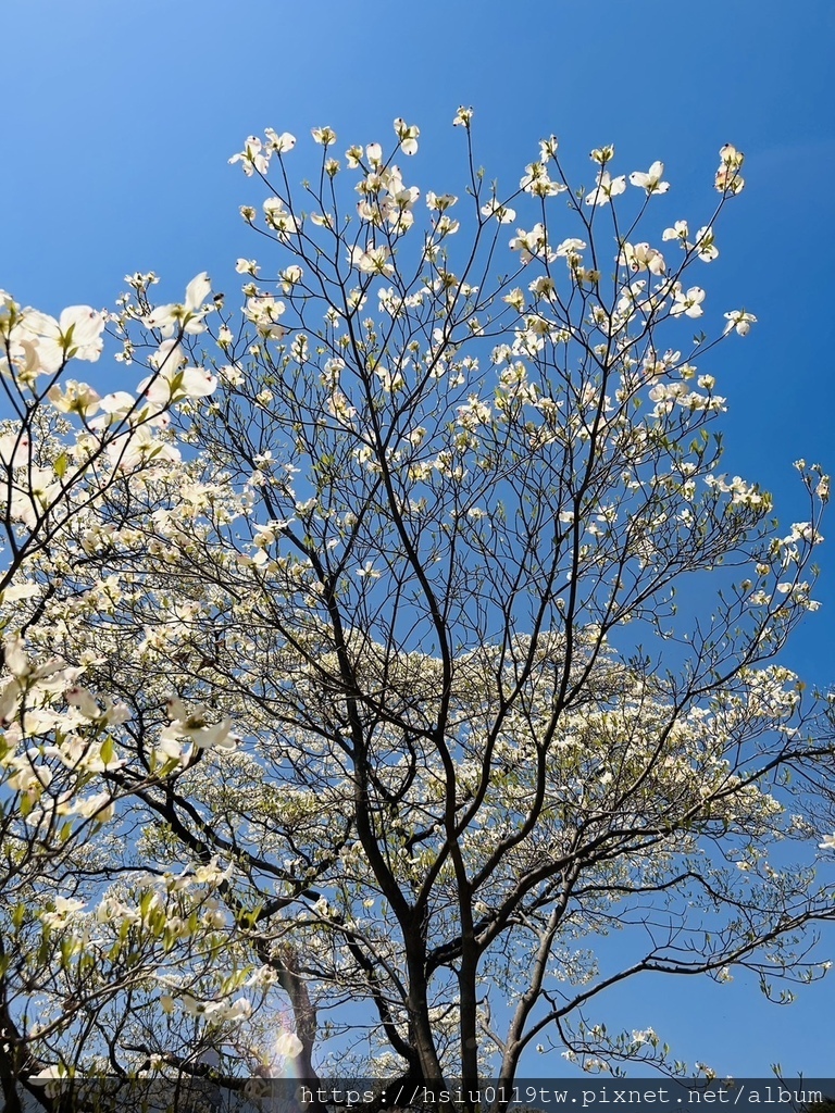 🌸櫻櫻美代誌Day3-看好、看滿櫻