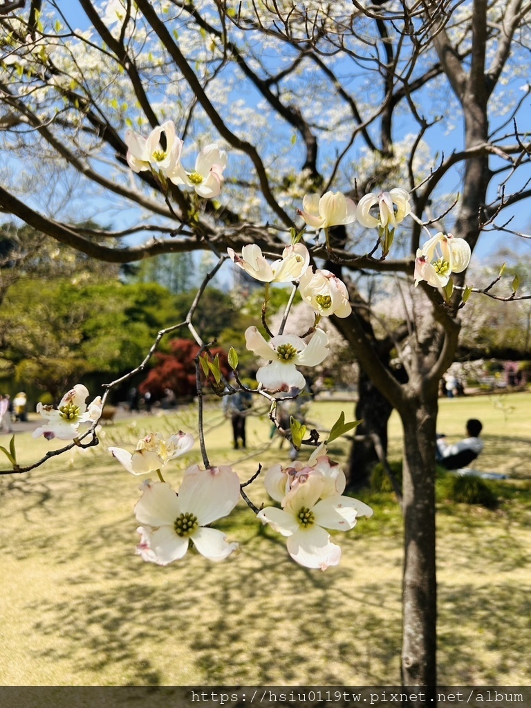 🌸櫻櫻美代誌Day3-看好、看滿櫻