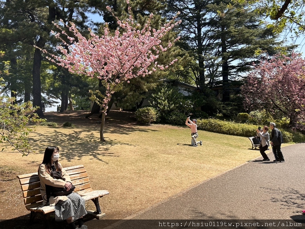 🌸櫻櫻美代誌Day3-看好、看滿櫻