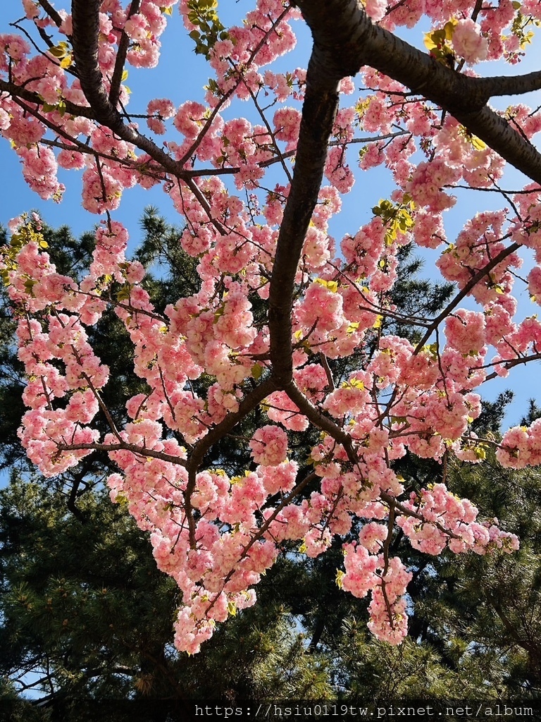 🌸櫻櫻美代誌Day3-看好、看滿櫻