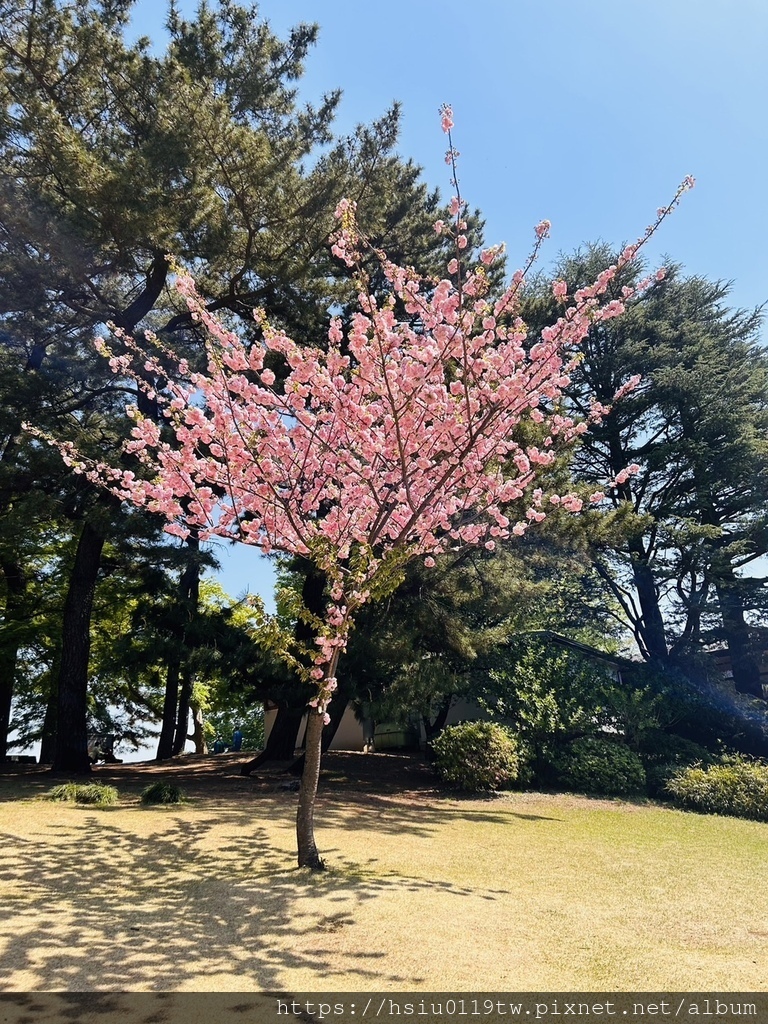 🌸櫻櫻美代誌Day3-看好、看滿櫻