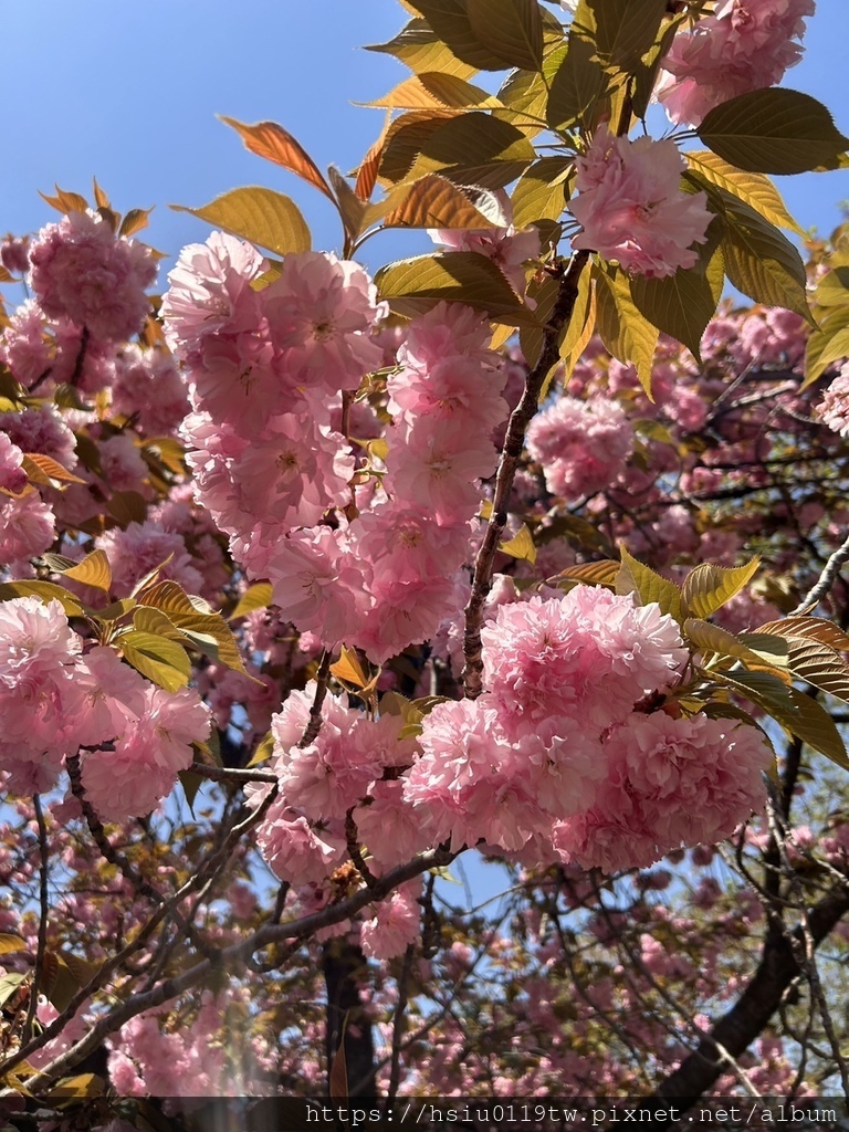 🌸櫻櫻美代誌Day3-看好、看滿櫻