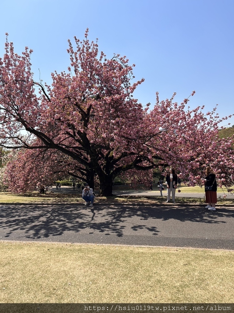 🌸櫻櫻美代誌Day3-看好、看滿櫻