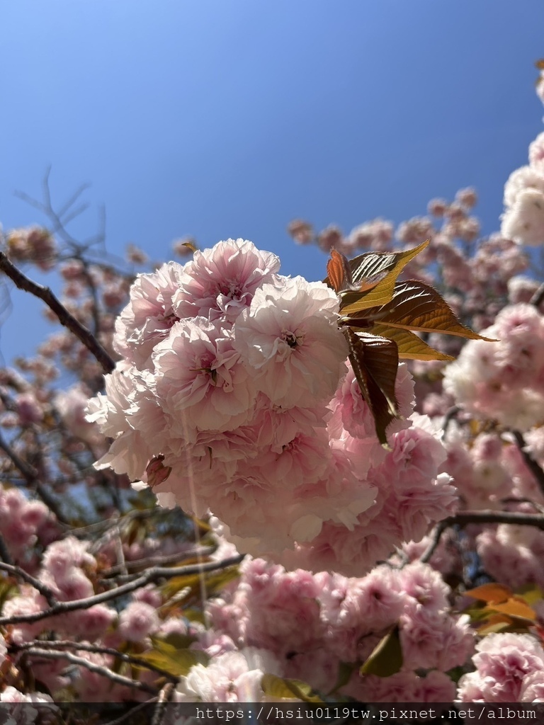 🌸櫻櫻美代誌Day3-看好、看滿櫻