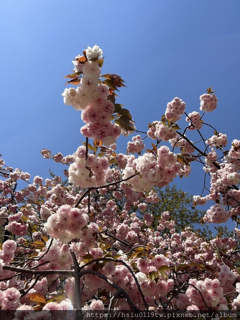 🌸櫻櫻美代誌Day3-看好、看滿櫻