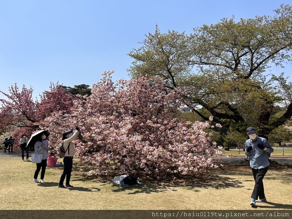 🌸櫻櫻美代誌Day3-看好、看滿櫻