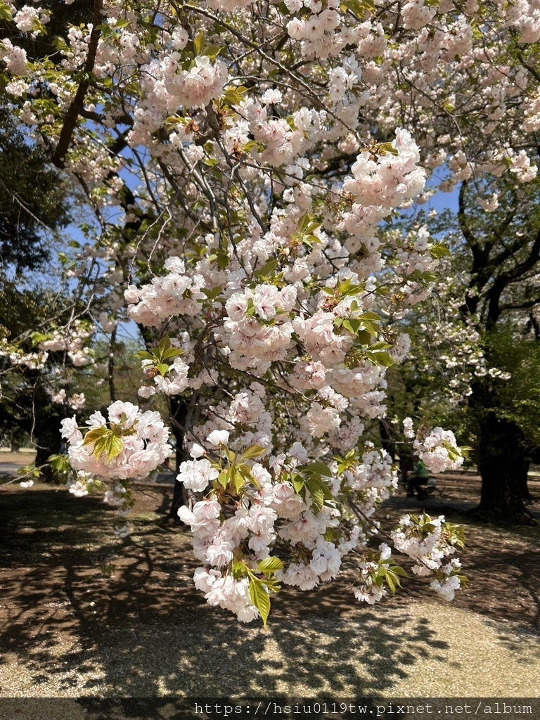 🌸櫻櫻美代誌Day3-看好、看滿櫻