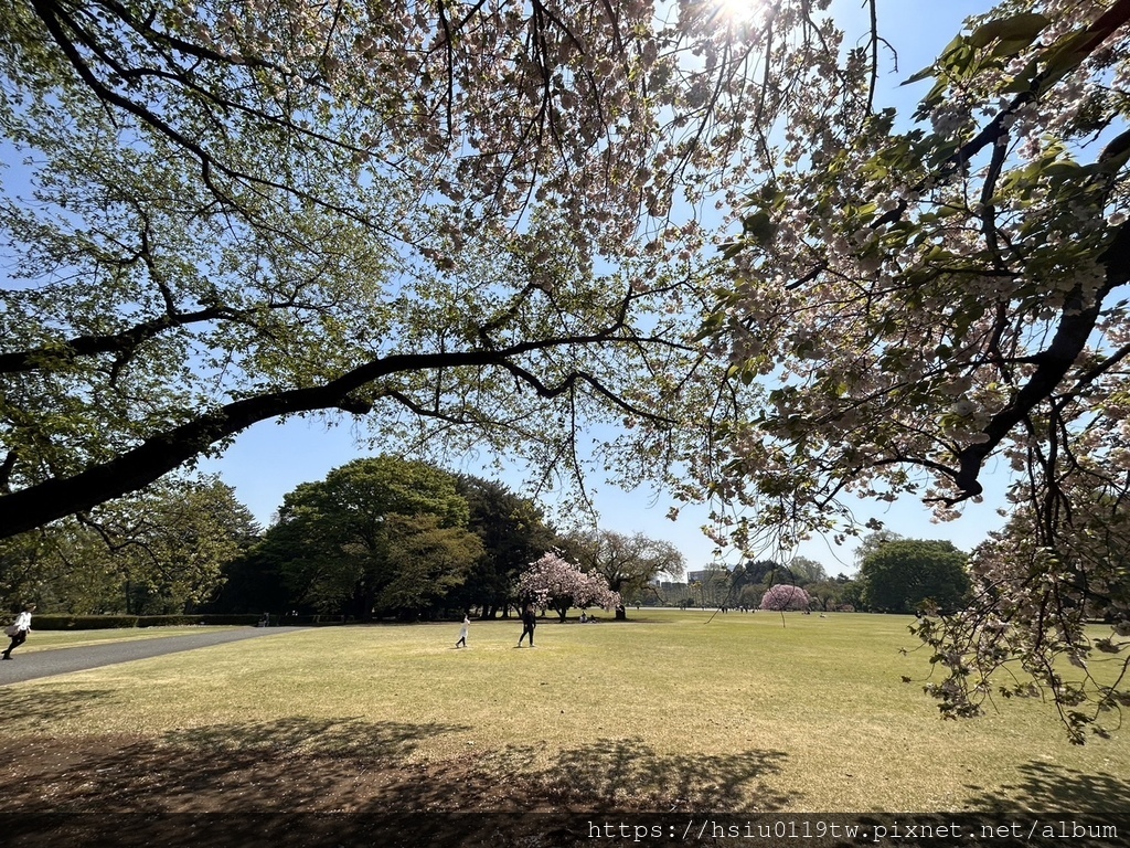 🌸櫻櫻美代誌Day3-看好、看滿櫻