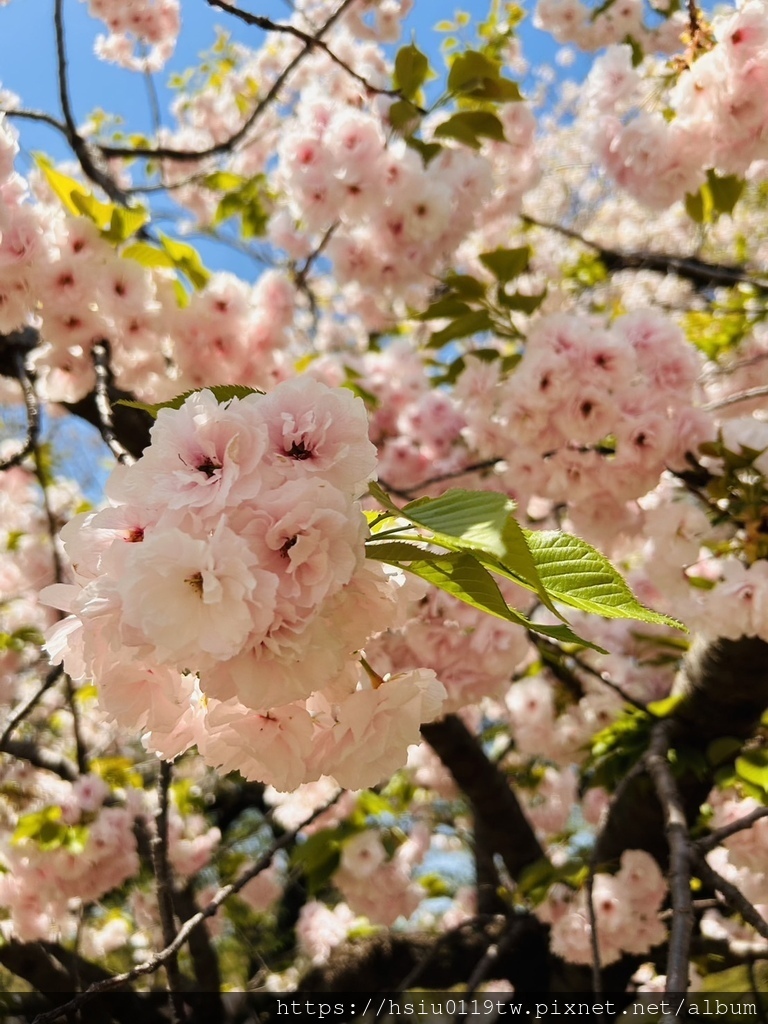 🌸櫻櫻美代誌Day3-看好、看滿櫻