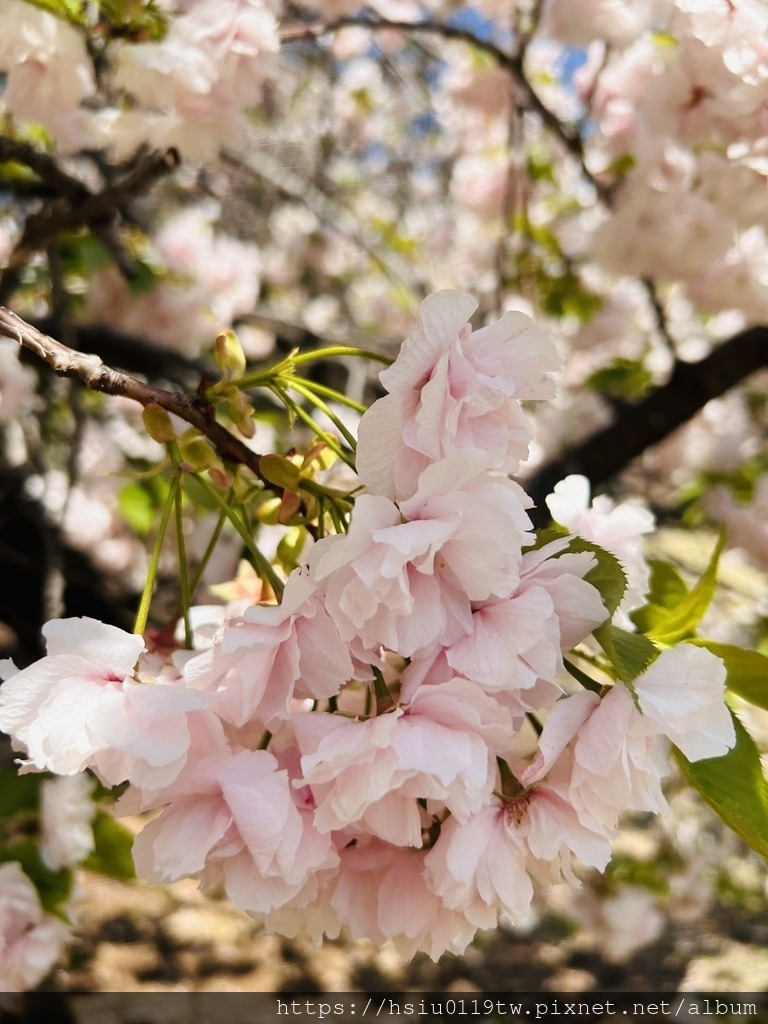 🌸櫻櫻美代誌Day3-看好、看滿櫻