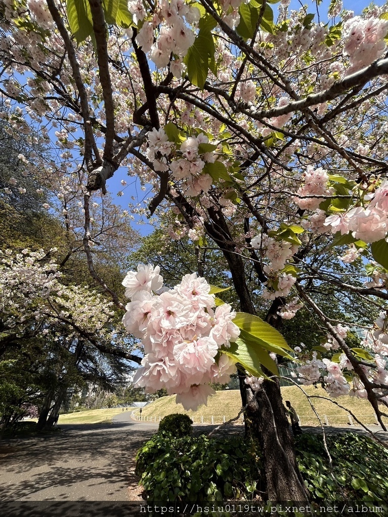 🌸櫻櫻美代誌Day3-看好、看滿櫻