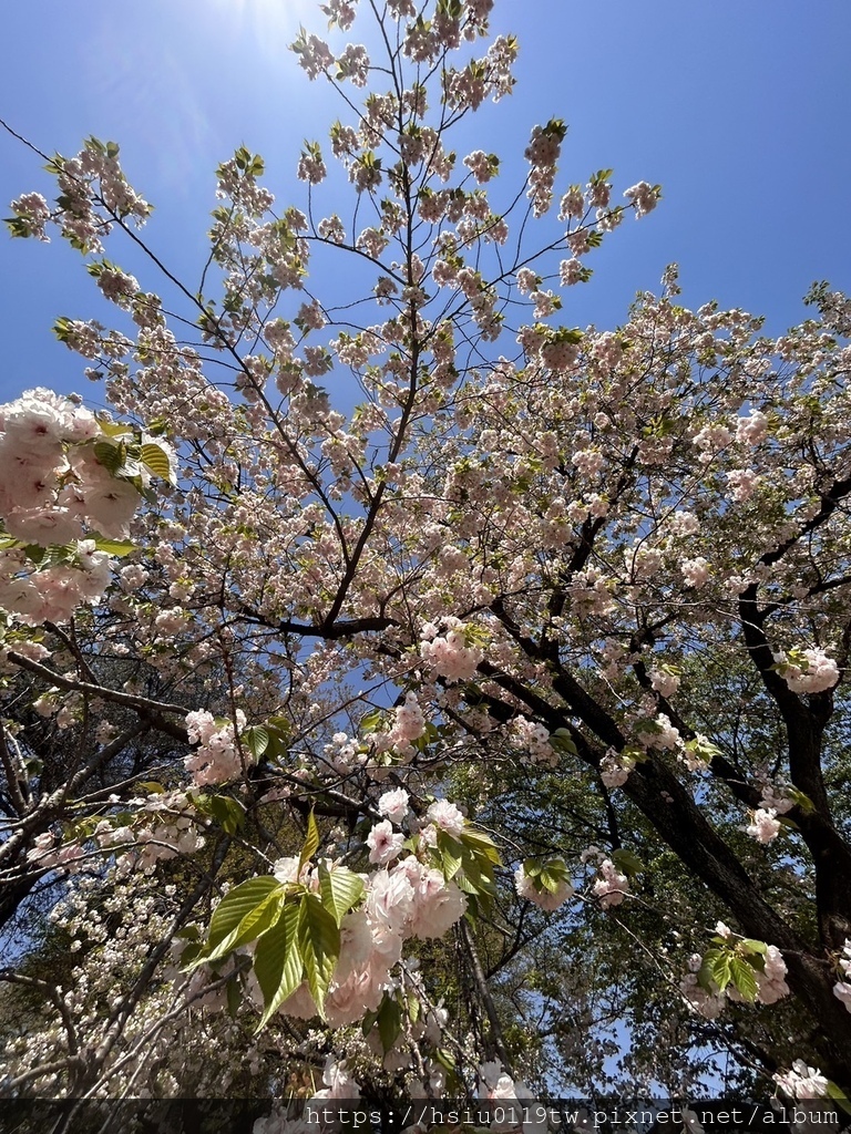 🌸櫻櫻美代誌Day3-看好、看滿櫻