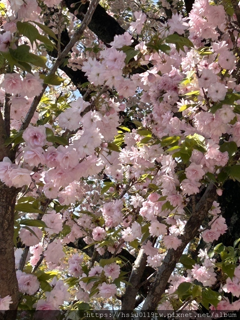 🌸櫻櫻美代誌Day3-看好、看滿櫻