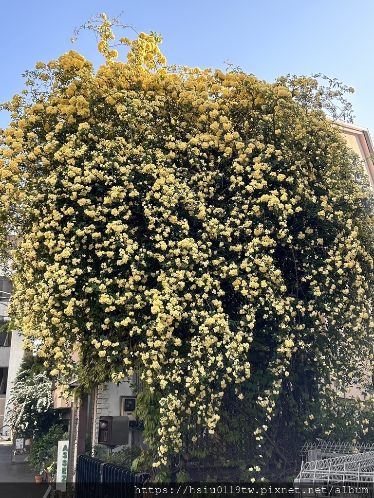 🌸櫻櫻美代誌Day3-看好、看滿櫻