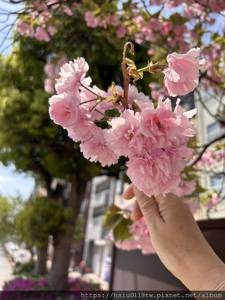 🌸櫻櫻美代誌Day5-撒悠娜啦下次擱再來