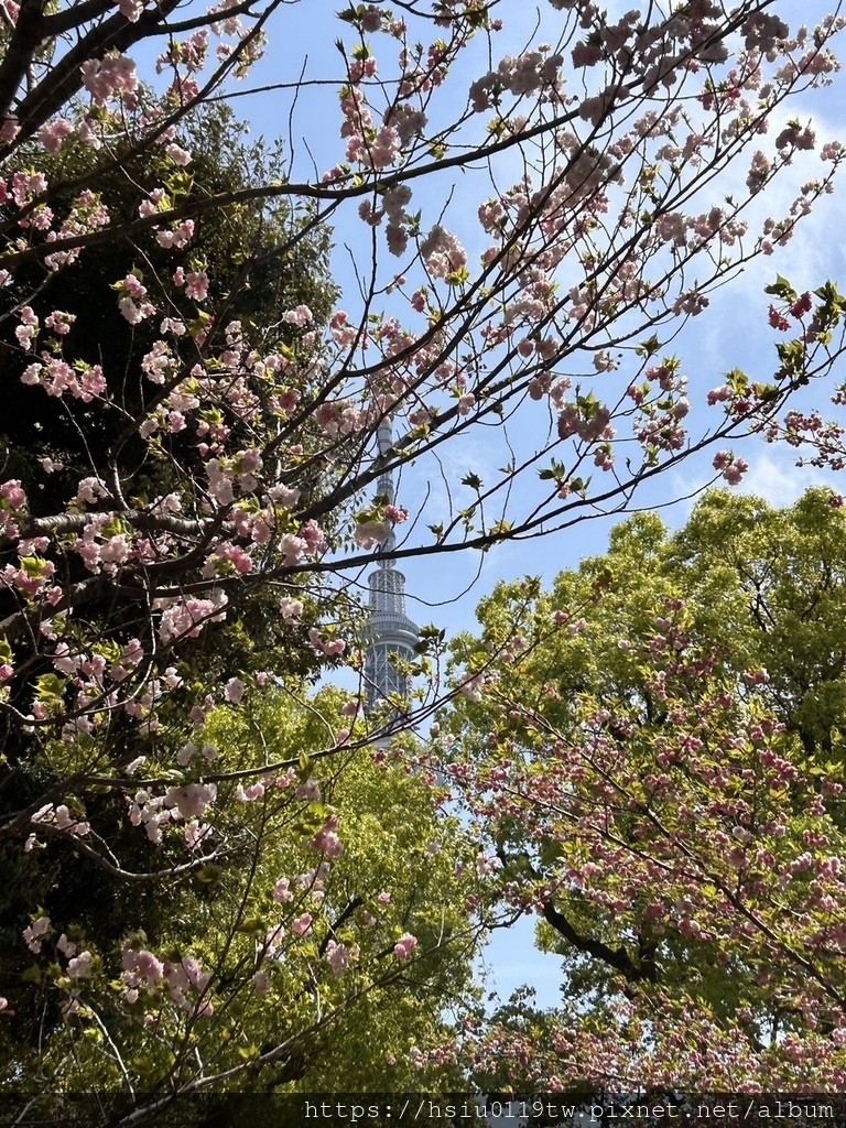 🌸櫻櫻美代誌Day5-撒悠娜啦下次擱再來