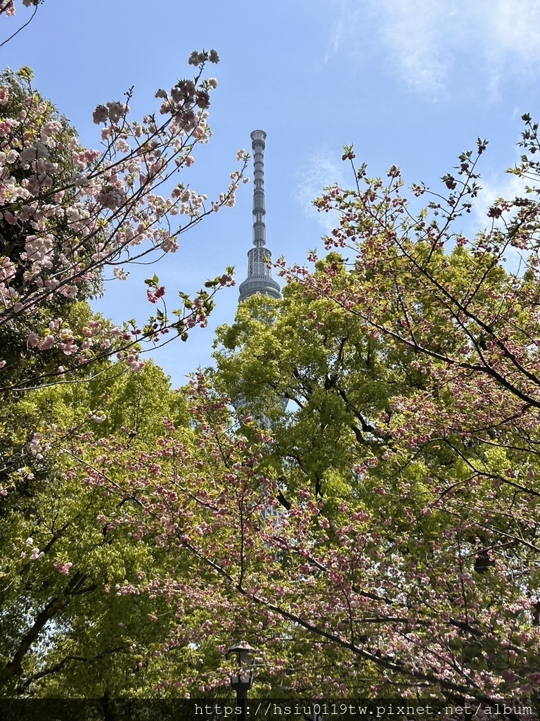 🌸櫻櫻美代誌Day5-撒悠娜啦下次擱再來