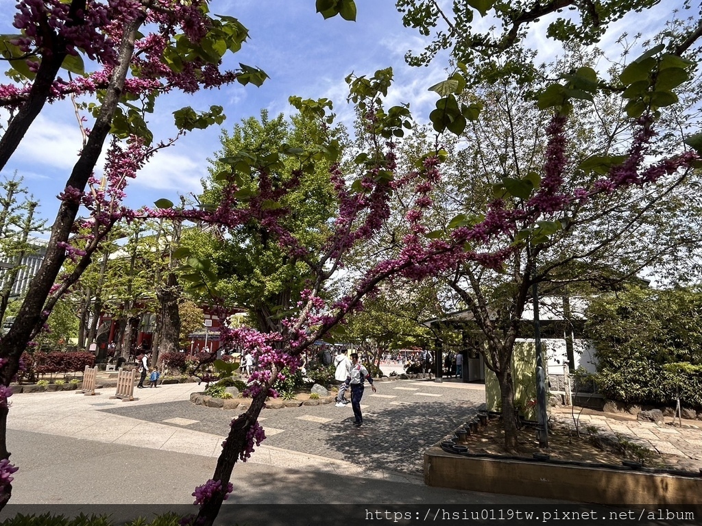 🌸櫻櫻美代誌Day5-撒悠娜啦下次擱再來