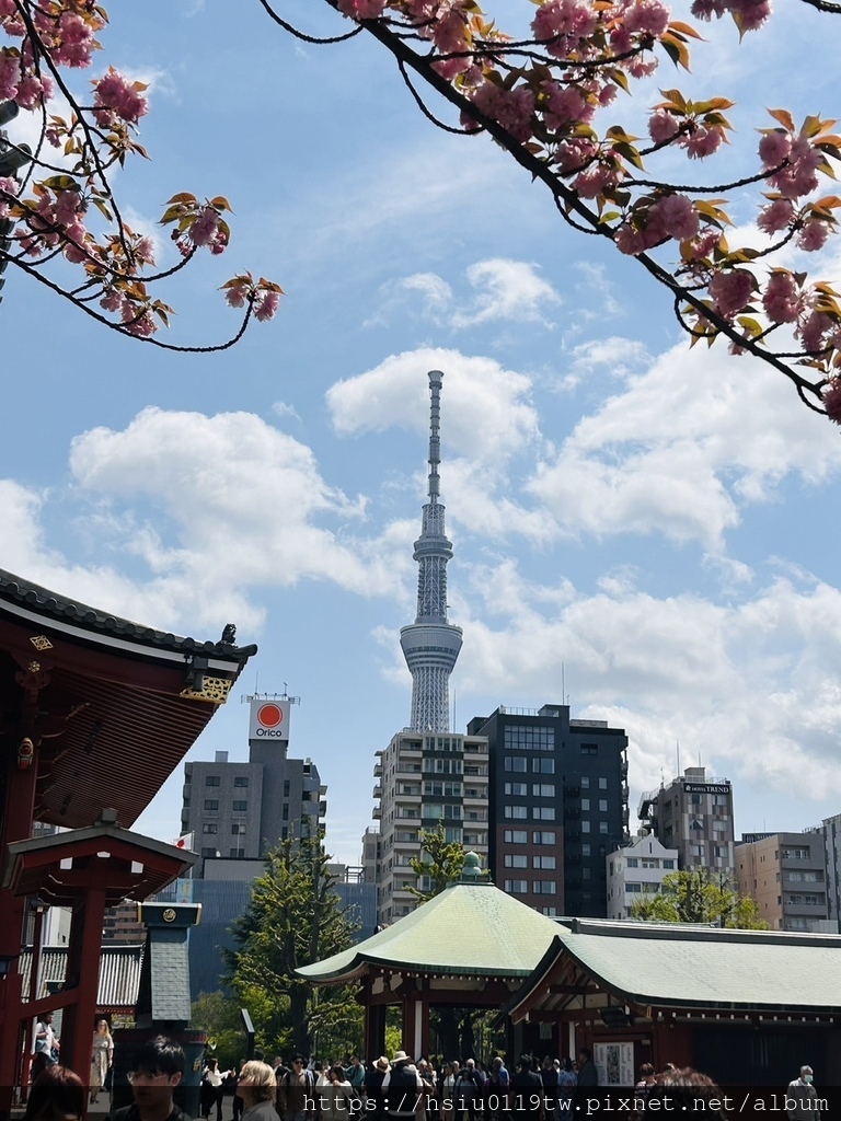 🌸櫻櫻美代誌Day5-撒悠娜啦下次擱再來