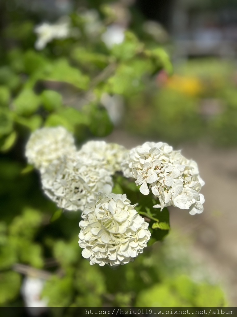 🌸櫻櫻美代誌Day5-撒悠娜啦下次擱再來