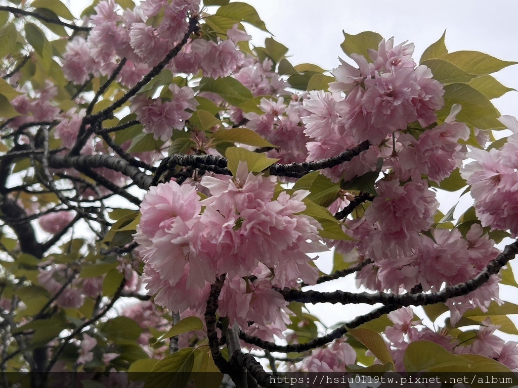 🌸櫻櫻美代誌Day5-撒悠娜啦下次擱再來