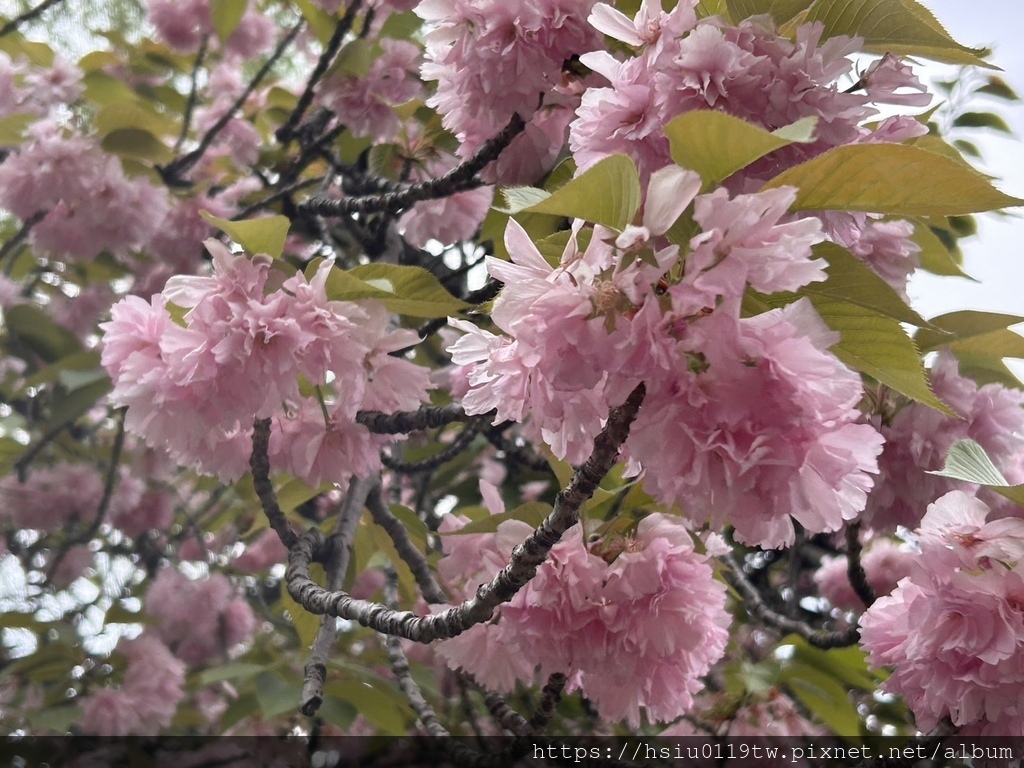 🌸櫻櫻美代誌Day5-撒悠娜啦下次擱再來